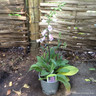 Digitalis (Foxglove) 'Pink Panther'