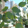 Eucalyptus gunni (small)
