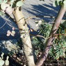 Eucalyptus gunni (small)