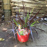 Pennisetum setaceum 'Rubrum' (Purple Fountain Grass)