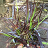 Pennisetum setaceum 'Rubrum' (Purple Fountain Grass)