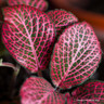 Fittonia (Nerve Plant)