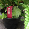 Fern - Dryopteris filix-mas