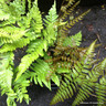 Fern - Athyrium otophorum 'Okanum'