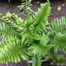 Fern - Dryopteris dilatata crispa 'Whiteside' 3L