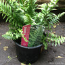 Fern - Dryopteris dilatata crispa 'Whiteside' 3L