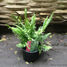 Fern - Dryopteris dilatata crispa 'Whiteside' 3L