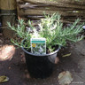 Rosemary (Prostrata)