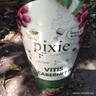 Pixy Grape (Vitis) Mix