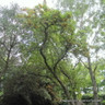 Malus 'Golden Hornet' (Crabapple) BAREROOT