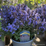 Nepeta Purrsian Blue (p19)