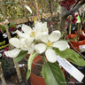 Malus 'John Downie' (Crabapple) BAREROOT