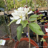 Malus 'John Downie' (Crabapple) BAREROOT