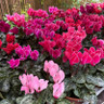 Cyclamen - mixed colours