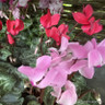 Cyclamen - mixed colours Cyclamen - mixed colours