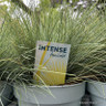 Festuca glauca 'Amigold' 3L