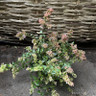 Abelia 'Raspberry Profusion' 10L