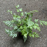 Pteris (Ribbon fern)