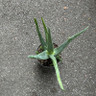 Aloe vera - large