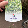 Eucalyptus parvula (Small-leaved Gum) 5L