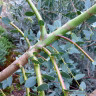Eucalyptus parvula (Small-leaved Gum) 5L