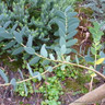 Eucalyptus parvula (Small-leaved Gum) 5L