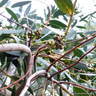 Eucalyptus parvula (Small-leaved Gum) 5L