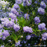 Ceanothus 'Victoria' - 2L