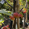 Malus 'Red Jade' (Weeping Crabapple) BAREROOT