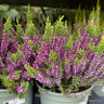 Calluna 'Beauty Ladies' (heather)