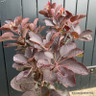 Cotinus 'Royal Purple' (Smoke bush) 2L