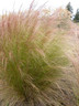 Stipa tenuissima 'Pony Tails' (Grass) 10.5cm