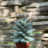 Echeveria - hedgehog