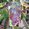 Cercis canadensis 'Forest Pansy' 175-200cm 18L