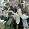 Clematis armandii 'Apple Blossom' - 200cm