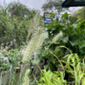 Pennisetum 'Little Bunny' 4L