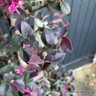 Loropetalum