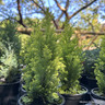 Chamaecyparis lawsoniana 'Treasure' (Baby Conifer Mix)