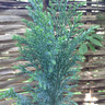 Chamaecyparis lawsoniana 'Ellwoodii' (Baby Conifer Mix)