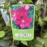 Clematis 'Cardinal Wyszynski' 1.5ltr deep