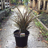 Phormium 'Bronze Baby' 7.5ltr