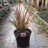 Phormium 'Evening Glow' 7.5ltr