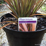 Phormium 'Evening Glow' 7.5ltr