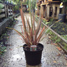 Phormium 'Maori Queen' 7.5ltr