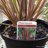 Phormium 'Maori Queen' 7.5ltr