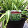 Phormium 'Yellow Wave' 7.5ltr