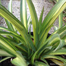 Phormium cookianum ssp. hookeri 'Cream Delight' 7.5ltr