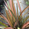 Phormium cookianum 'Flamingo' - 7.5ltr