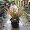 Phormium cookianum 'Flamingo' - 7.5ltr