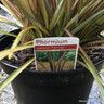 Phormium cookianum 'Flamingo' - 7.5ltr